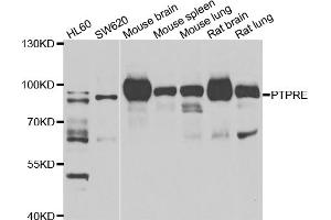 Western blot analysis of extracts of various cell lines, using PTPRE antibody (ABIN5975100) at 1/1000 dilution. (PTPRE Antikörper)
