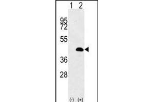 LUC7L antibody  (AA 219-246)