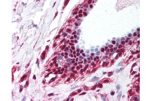 Anti-DDX39B / UAP56 antibody IHC of human breast. (DDX39B Antikörper  (C-Term))