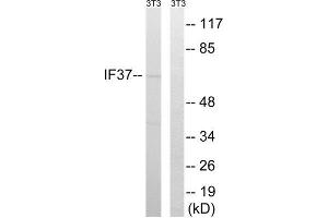 Western Blotting (WB) image for anti-Eukaryotic Translation Initiation Factor 3, Subunit D (EIF3D) (Internal Region) antibody (ABIN1851320) (EIF3D Antikörper  (Internal Region))