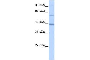 METTL2B antibody used at 0. (METTL2B Antikörper  (N-Term))