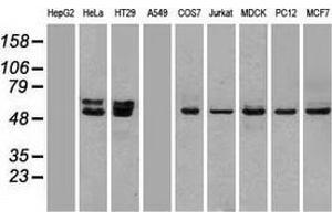 Western blot analysis of extracts (35 µg) from 9 different cell lines by using anti-OXSR1 monoclonal antibody. (OXSR1 Antikörper)