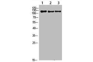 Western Blot analysis of 1,mouse-liver 2,hela 3,mouse-brain cells using primary antibody diluted at 1:1000(4 °C overnight). (FIG4 Antikörper  (AA 341-390))