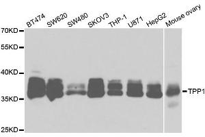 Western Blotting (WB) image for anti-Tripeptidyl Peptidase I (TPP1) antibody (ABIN1876828)