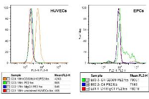 FACS analysis of VEGFR-2/KDR expression in HUVECs (left) and EPCs derived from PBMcs (right) using anti-VEGFR-2 (human), mAb (3(4H3))  at 5μg/ml and a PE goat anti-mouse IgG  at 5μg/ml. (VEGFR2/CD309 Antikörper)