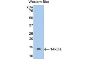 Western Blotting (WB) image for anti-Melatonin Receptor 1A (MTNR1A) (AA 312-366) antibody (ABIN1175872) (Melatonin Receptor 1A Antikörper  (AA 312-366))