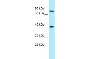 WB Suggested Anti-RPP30 Antibody Titration: 1. (RPP30 Antikörper  (C-Term))