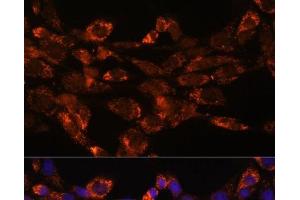 Immunofluorescence (IF) image for anti-Monoamine Oxidase A (MAOA) antibody (ABIN7008332)