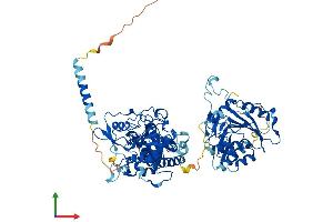 AlphaFold protein structure predicition of Mouse Recombinant Ext2 Protein, UniprotID P70428