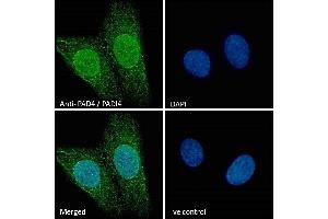 (ABIN185308) Immunofluorescence analysis of paraformaldehyde fixed U2OS cells, permeabilized with 0. (PAD4 Antikörper  (N-Term))