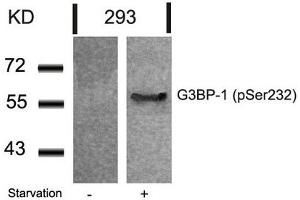 Western blot analysis of extracts from 293 cells untreated or treated with starvation using G3BP-1(Phospho-Ser232) Antibody.