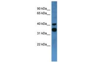 Image no. 1 for anti-Coagulation Factor II (thrombin) Receptor-Like 2 (F2RL2) (C-Term) antibody (ABIN6746742) (F2RL2 Antikörper  (C-Term))