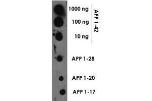 Dot blot of Beta amyloid polyclonal antibody  at a 1 : 1000 dilution. (APP Antikörper)