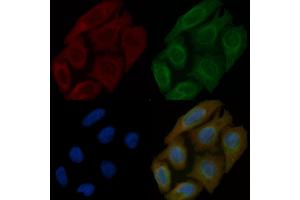 Caldesmon Mouse Monoclonal Antibody staining Hela cells by IF/ICC. (Caldesmon Antikörper  (C-Term))