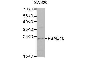 Western Blotting (WB) image for anti-Proteasome (Prosome, Macropain) 26S Subunit, Non-ATPase, 10 (PSMD10) antibody (ABIN1874388) (PSMD10 Antikörper)