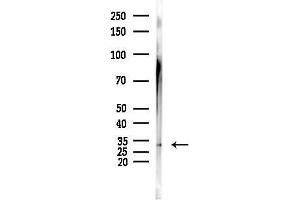 anti-E2F Transcription Factor 6 (E2F6) (Internal Region) antibody