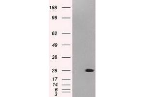 Western Blotting (WB) image for anti-Neurogenin 1 (NEUROG1) antibody (ABIN1499700) (Neurogenin 1 Antikörper)