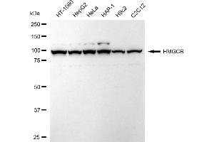 anti-3-Hydroxy-3-Methylglutaryl-CoA Reductase (HMGCR) antibody