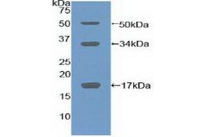 Detection of Recombinant COL10, Mouse using Polyclonal Antibody to Collagen Type X (COL10) (COL10 Antikörper  (AA 547-680))