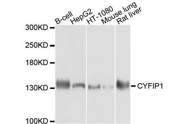 CYFIP1 Antikörper  (AA 1-270)