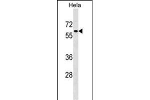 F1 Antibody (C-term) (ABIN1537336 and ABIN2848676) western blot analysis in Hela cell line lysates (35 μg/lane). (PAF1/PD2 Antikörper  (C-Term))