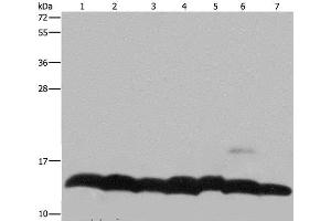 Western Blot analysis of K562 cell, Mouse pancreas tissue and Hela cell, Mouse thymus tissue and 293T cell, NIH/3T3 and LoVo cell using Histone H4 Polyclonal Antibody at dilution of 1:300 (Histone H4 Antikörper)