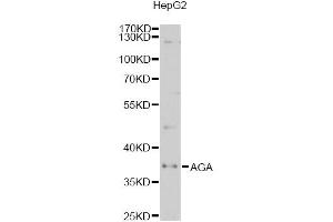Western blot analysis of extracts of HepG2 cells, using AGA antibody (ABIN2560967) at 1:1000 dilution.
