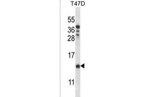 CHCH8 Antibody (C-term) (ABIN1537463 and ABIN2849333) western blot analysis in T47D cell line lysates (35 μg/lane). (COA4 Antikörper  (C-Term))