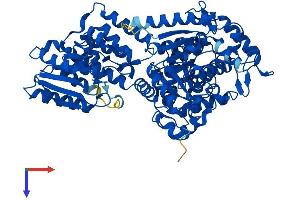EHHADH Protein (AA 1-718) (His tag)