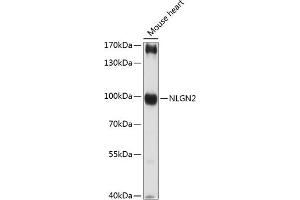 Western blot analysis of extracts of mouse heart, using NLGN2 antibody (ABIN7268874) at 1:3000 dilution. (Neuroligin 2 Antikörper  (AA 15-180))