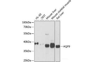 Western blot analysis of extracts of various cell lines using AQP9 Polyclonal Antibody at dilution of 1:1000. (AQP9 Antikörper)