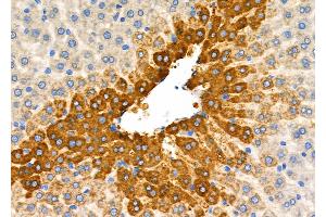 ABIN6261999 and ABIN6277813 at 1/100 staining Rat liver tissue by IHC-P. (GLN1 Antikörper  (C-Term))