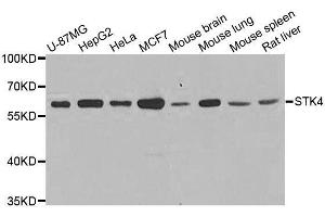 Western blot analysis of extracts of various cell lines, using STK4 antibody.