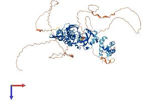 SCML2 Protein (AA 1-700) (His tag)
