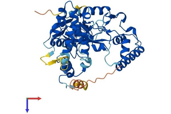 SMYD5 Protein (AA 1-416) (His tag)