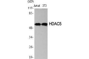 Western Blot (WB) analysis of specific cells using HDAC2 Polyclonal Antibody.