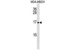 MFAP2 Antibody (N-term) western blot analysis in MDA-MB231 cell line lysates (35µg/lane). (MFAP2 Antikörper  (N-Term))