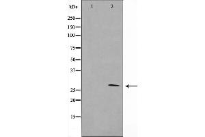 Western blot analysis of 14-3-3 zeta/delta expression in K562 whole cell lysates,The lane on the left is treated with the antigen-specific peptide. (14-3-3 zeta Antikörper  (C-Term))
