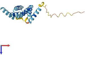 Fission 1 Protein (FIS1) (AA 1-152) (His tag)