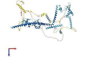 CDC5L Protein (AA 1-802) (His tag)