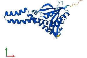 AlphaFold protein structure predicition of Human Recombinant NAT8 Protein, UniprotID Q9UHE5