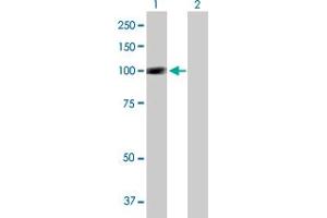 Western Blot analysis of SIK1 expression in transfected 293T cell line by SIK1 MaxPab polyclonal antibody. (SIK1 Antikörper  (AA 1-783))