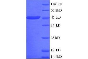 Creatine Kinase, Mitochondrial 1, Ubiquitous (CKMT1) (AA 40-417), (full length) protein (His tag) (CKMT1 Protein (AA 40-417, full length) (His tag))