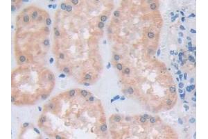 Detection of ATXN10 in Human Kidney Tissue using Polyclonal Antibody to Ataxin 10 (ATXN10) (Ataxin 10 Antikörper  (AA 116-302))