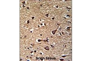 Formalin-fixed and paraffin-embedded human brain reacted with GLRX2 Antibody (C-term ), which was peroxidase-conjugated to the secondary antibody, followed by DAB staining. (Glutaredoxin 2 Antikörper  (C-Term))