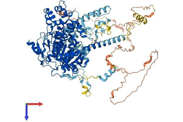 XRN2 Protein (AA 1-950) (His tag)