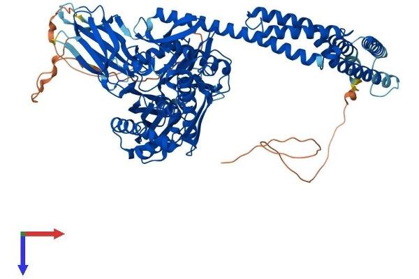 HSPA4 Protein (AA 1-841) (His tag)