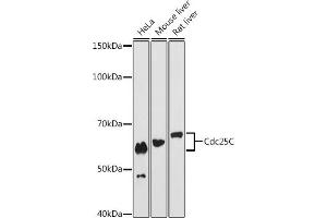 Western blot analysis of extracts of various cell lines, using Cdc25C antibody (ABIN7266251) at 1:1000 dilution. (CDC25C Antikörper)
