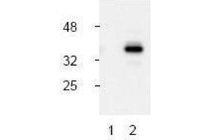 Image no. 1 for anti-Caspase 9, Apoptosis-Related Cysteine Peptidase (CASP9) (Asp330), (N-Term) antibody (ABIN127028) (Caspase 9 Antikörper  (Asp330, N-Term))
