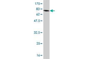 Western Blot detection against Immunogen (85. (IFNA2 Antikörper  (AA 24-188))